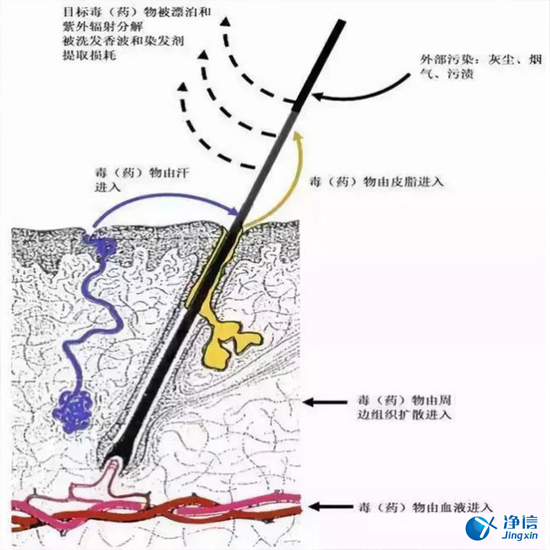  毛發毒品檢測儀檢測腿毛竟可以測出吸毒?做了全身脫毛也可以？